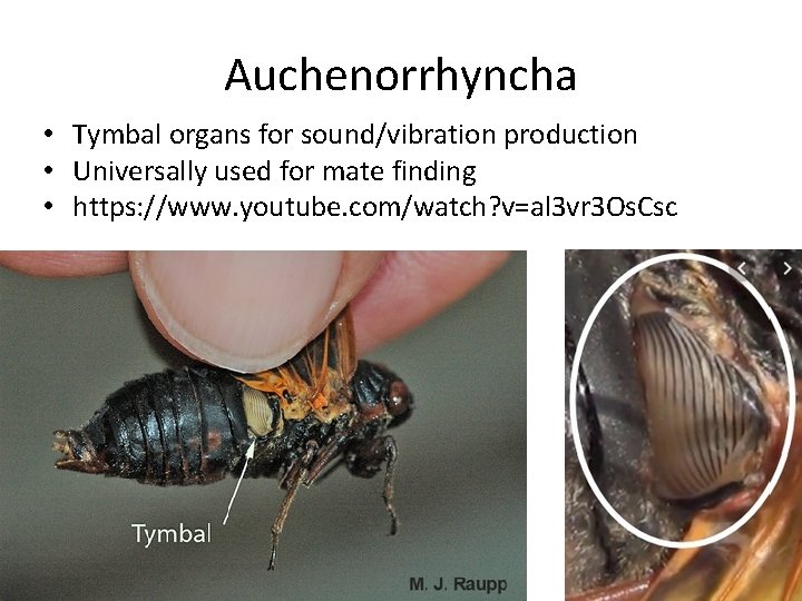 Auchenorrhyncha • Tymbal organs for sound/vibration production • Universally used for mate finding •