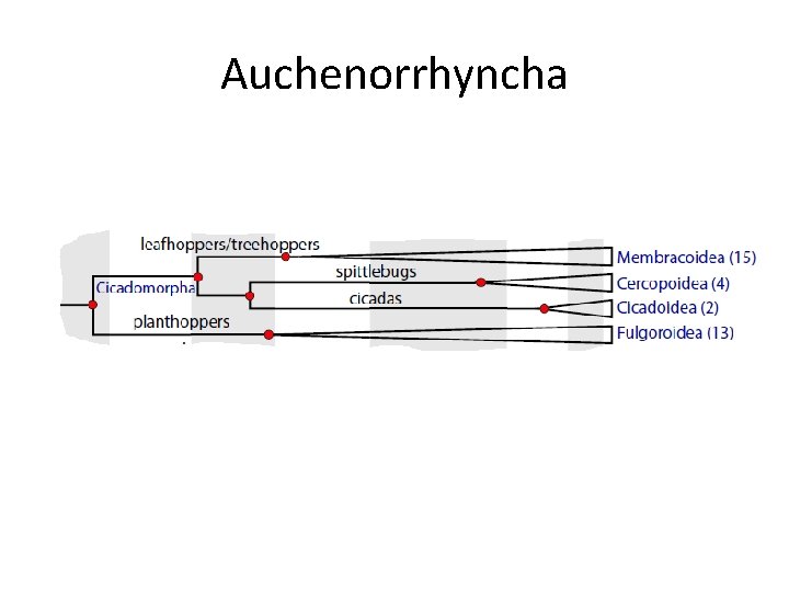 Auchenorrhyncha 