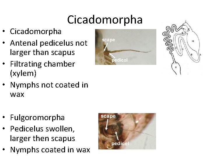 Cicadomorpha • Cicadomorpha • Antenal pedicelus not larger than scapus • Filtrating chamber (xylem)