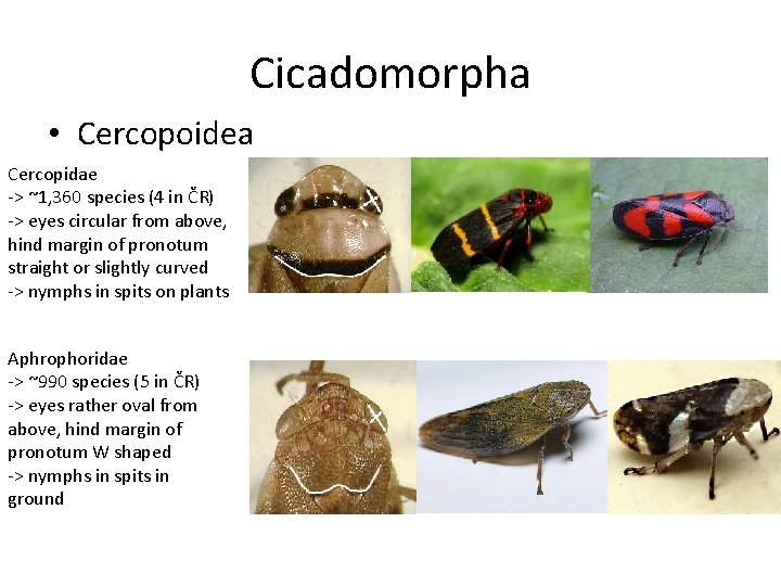Cicadomorpha • Cercopoidea Cercopidae -> ~1, 360 species (4 in ČR) -> eyes circular