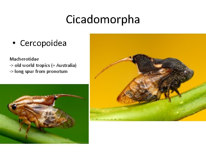 Cicadomorpha • Cercopoidea Macherotidae -> old world tropics (+ Australia) -> long spur from