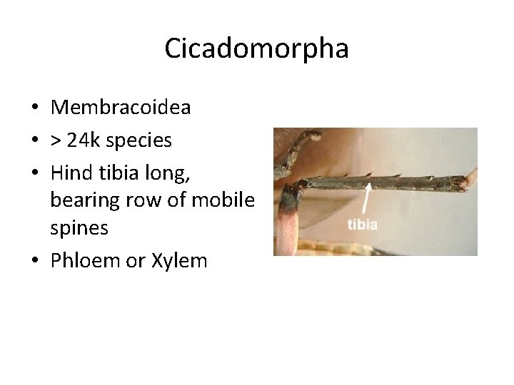 Cicadomorpha • Membracoidea • > 24 k species • Hind tibia long, bearing row Cicadomorpha • Membracoidea • > 24 k species • Hind tibia long, bearing row