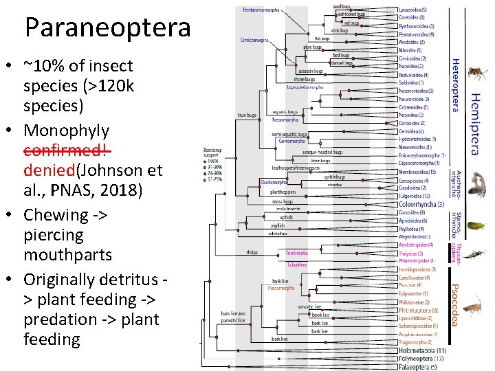 Paraneoptera • ~10% of insect species (>120 k species) • Monophyly confirmed! denied(Johnson et