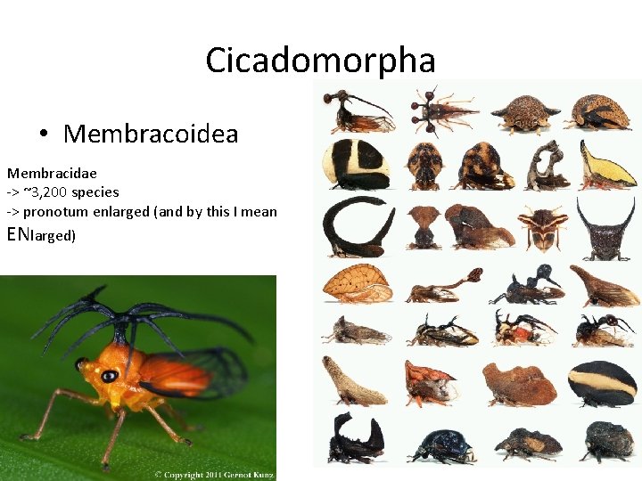 Cicadomorpha • Membracoidea Membracidae -> ~3, 200 species -> pronotum enlarged (and by this