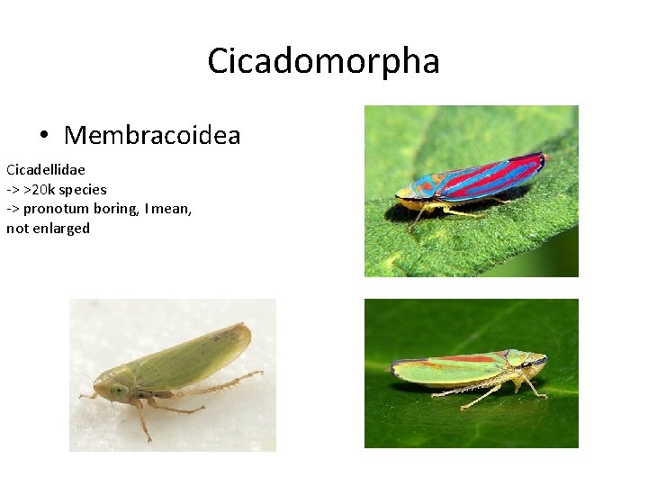 Cicadomorpha • Membracoidea Cicadellidae -> >20 k species -> pronotum boring, I mean, not Cicadomorpha • Membracoidea Cicadellidae -> >20 k species -> pronotum boring, I mean, not