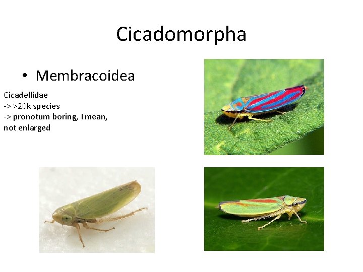 Cicadomorpha • Membracoidea Cicadellidae -> >20 k species -> pronotum boring, I mean, not