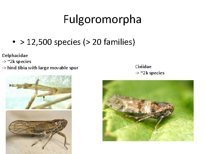 Fulgoromorpha • > 12, 500 species (> 20 families) Delphacidae -> ~2 k species