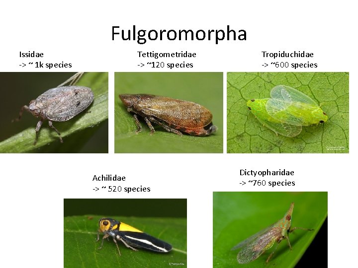 Fulgoromorpha Issidae -> ~ 1 k species Tettigometridae -> ~120 species Achilidae -> ~