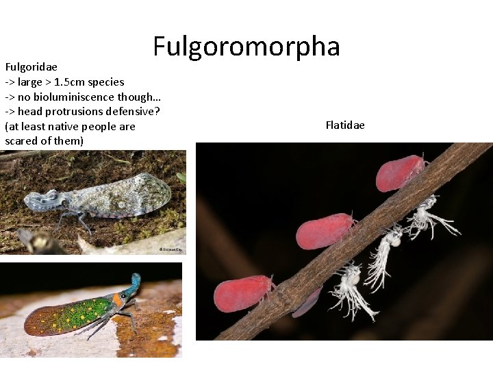 Fulgoromorpha Fulgoridae -> large > 1. 5 cm species -> no bioluminiscence though… ->
