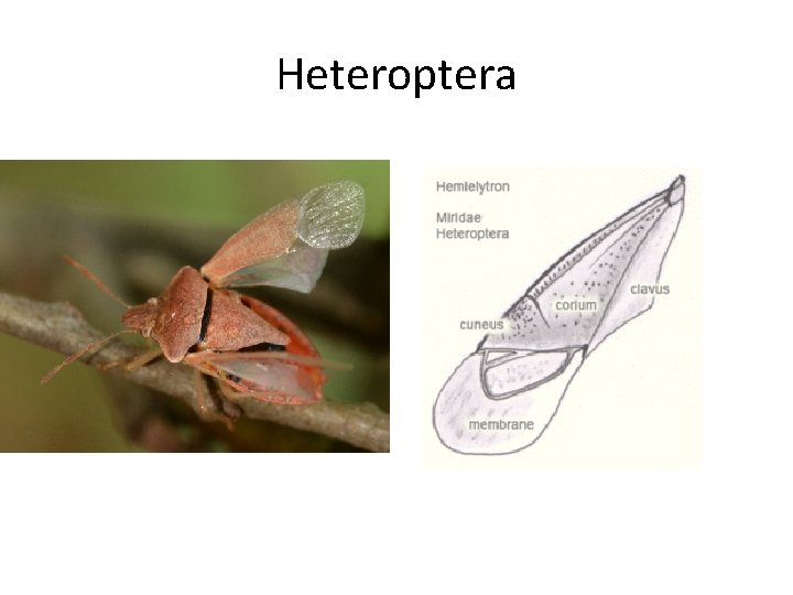 Heteroptera 
