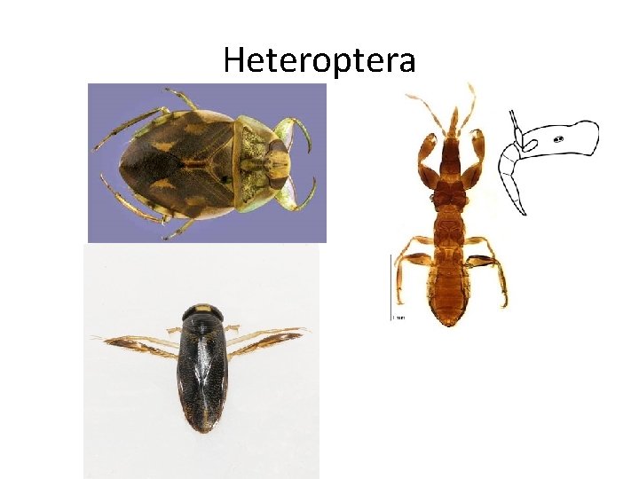 Heteroptera 