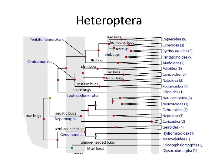 Heteroptera 