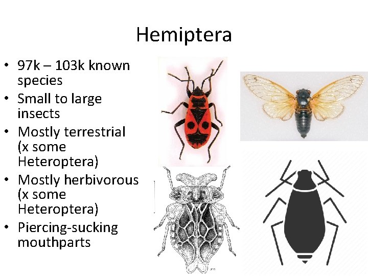 Hemiptera • 97 k – 103 k known species • Small to large insects