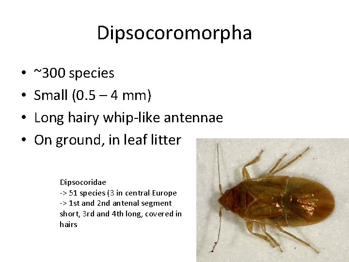 Dipsocoromorpha • • ~300 species Small (0. 5 – 4 mm) Long hairy whip-like