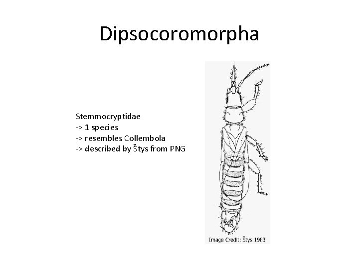 Dipsocoromorpha Stemmocryptidae -> 1 species -> resembles Collembola -> described by Štys from PNG