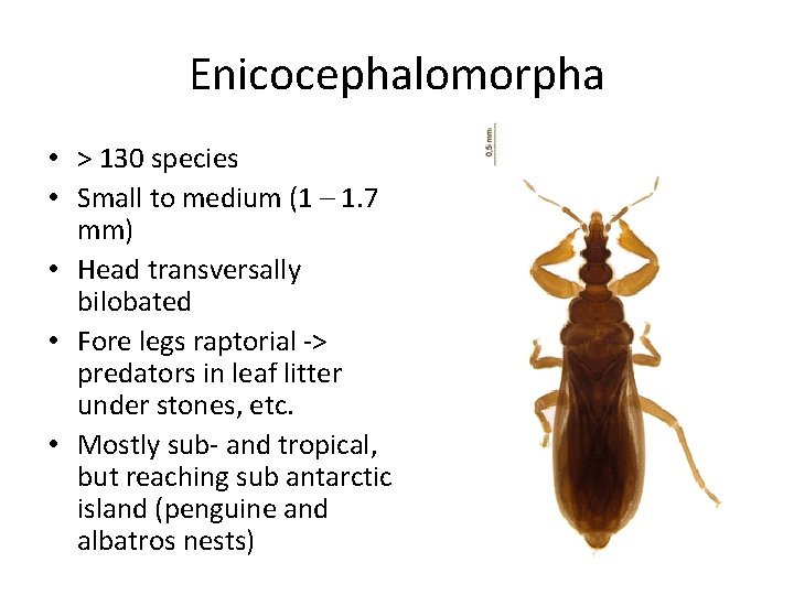 Enicocephalomorpha • > 130 species • Small to medium (1 – 1. 7 mm)