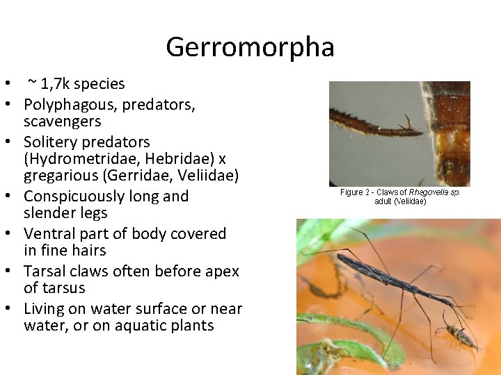 Gerromorpha • ~ 1, 7 k species • Polyphagous, predators, scavengers • Solitery predators Gerromorpha • ~ 1, 7 k species • Polyphagous, predators, scavengers • Solitery predators