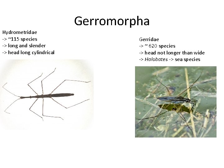 Hydrometridae -> ~115 species -> long and slender -> head long cylindrical Gerromorpha Gerridae