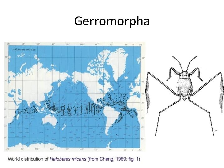Gerromorpha 