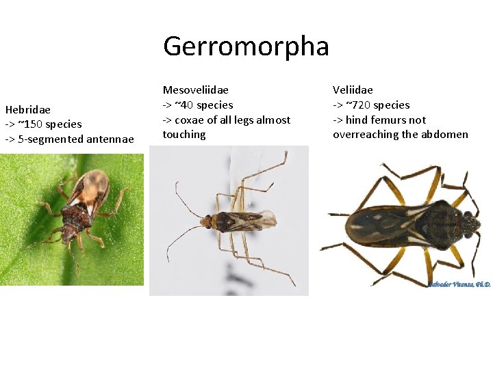 Gerromorpha Hebridae -> ~150 species -> 5 -segmented antennae Mesoveliidae -> ~40 species ->