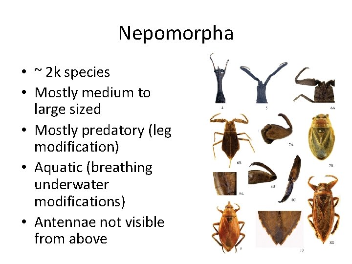Nepomorpha • ~ 2 k species • Mostly medium to large sized • Mostly