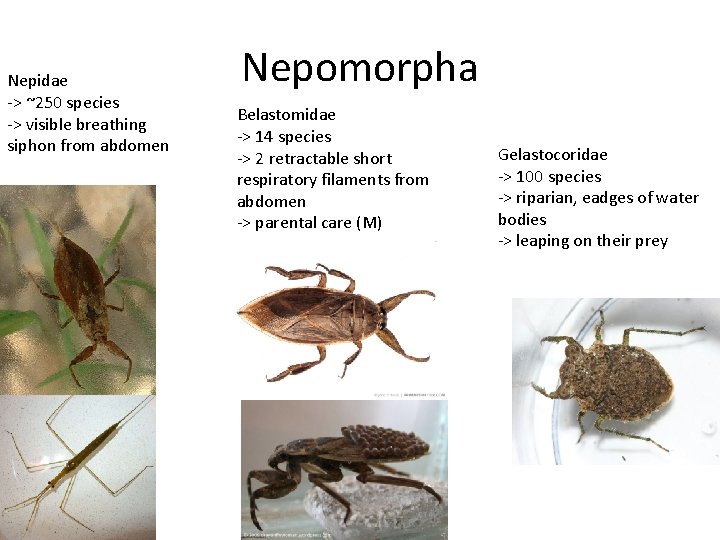 Nepidae -> ~250 species -> visible breathing siphon from abdomen Nepomorpha Belastomidae -> 14