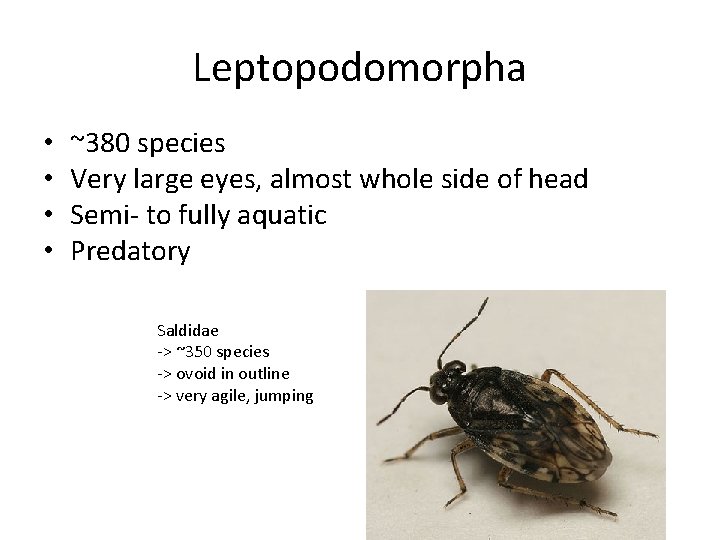 Leptopodomorpha • • ~380 species Very large eyes, almost whole side of head Semi-