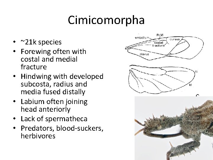Cimicomorpha • ~21 k species • Forewing often with costal and medial fracture •