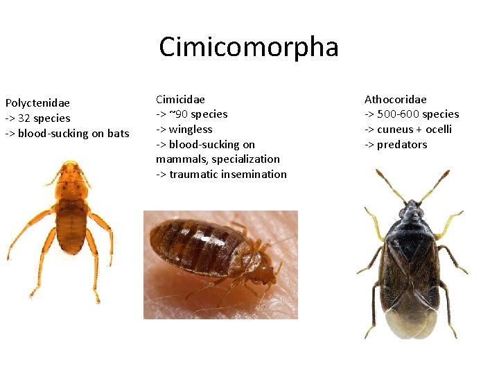 Cimicomorpha Polyctenidae -> 32 species -> blood-sucking on bats Cimicidae -> ~90 species ->