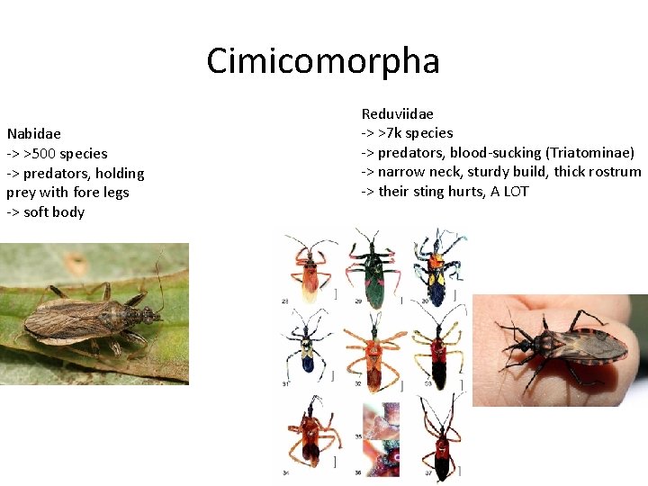 Cimicomorpha Nabidae -> >500 species -> predators, holding prey with fore legs -> soft