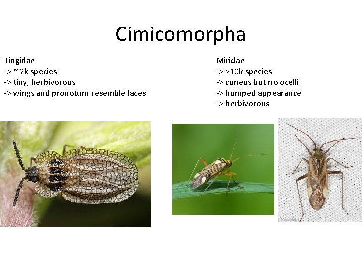 Cimicomorpha Tingidae -> ~ 2 k species -> tiny, herbivorous -> wings and pronotum