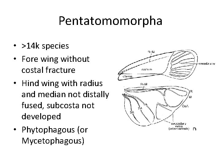 Pentatomomorpha • >14 k species • Fore wing without costal fracture • Hind wing