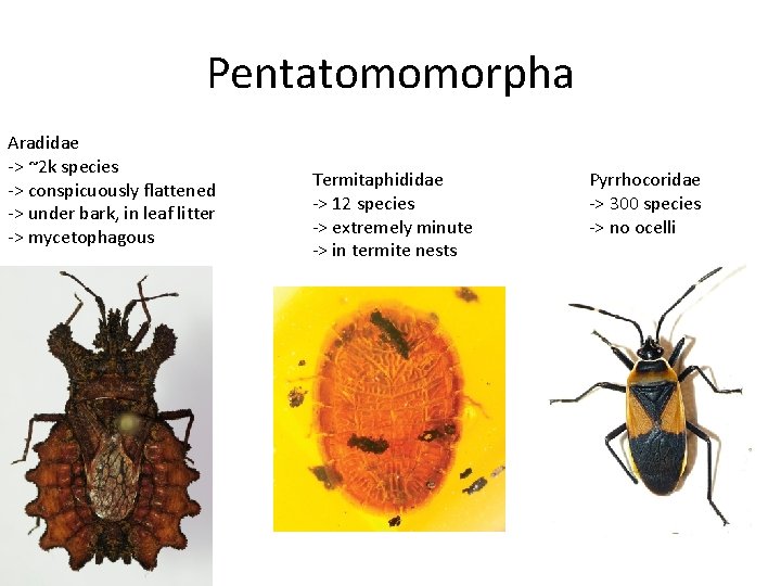 Pentatomomorpha Aradidae -> ~2 k species -> conspicuously flattened -> under bark, in leaf Pentatomomorpha Aradidae -> ~2 k species -> conspicuously flattened -> under bark, in leaf