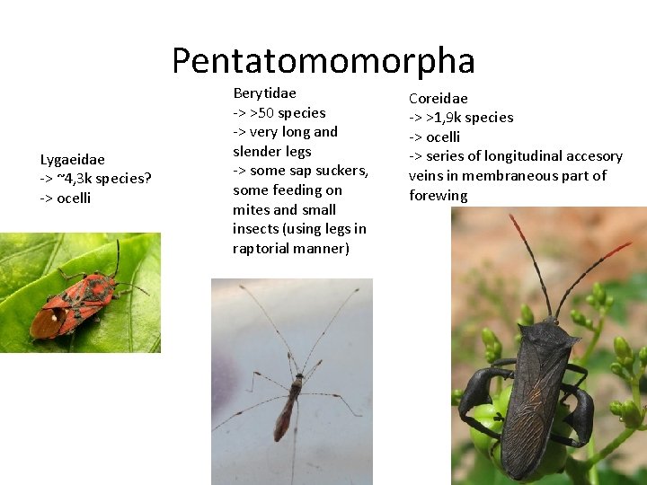 Pentatomomorpha Lygaeidae -> ~4, 3 k species? -> ocelli Berytidae -> >50 species ->