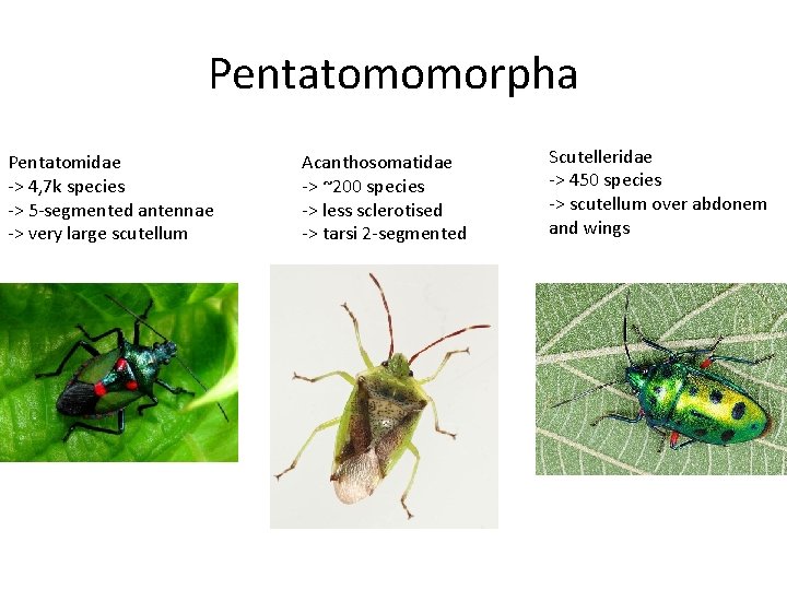 Pentatomomorpha Pentatomidae -> 4, 7 k species -> 5 -segmented antennae -> very large