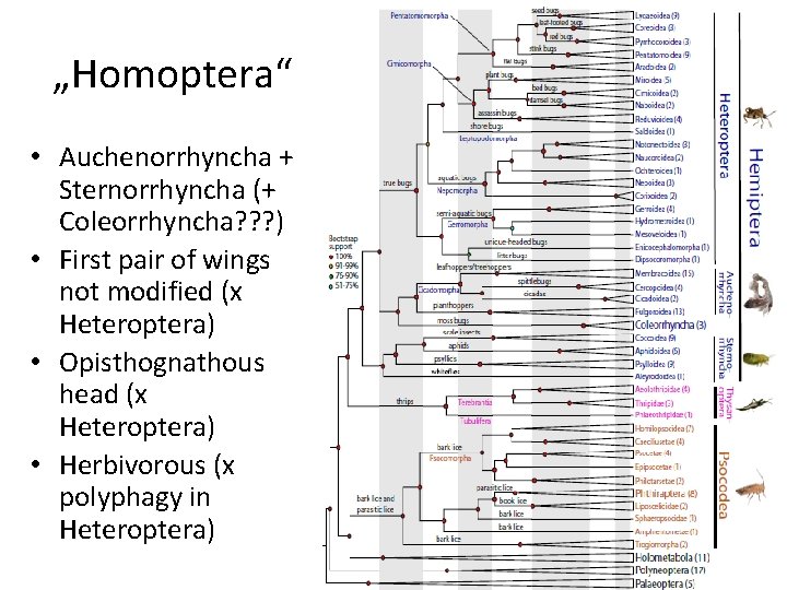 „Homoptera“ • Auchenorrhyncha + Sternorrhyncha (+ Coleorrhyncha? ? ? ) • First pair of