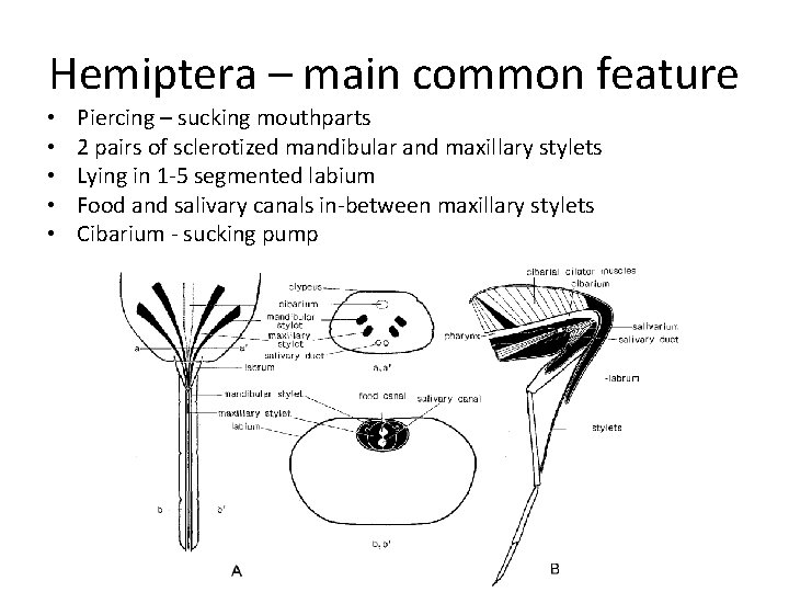 Hemiptera – main common feature • • • Piercing – sucking mouthparts 2 pairs