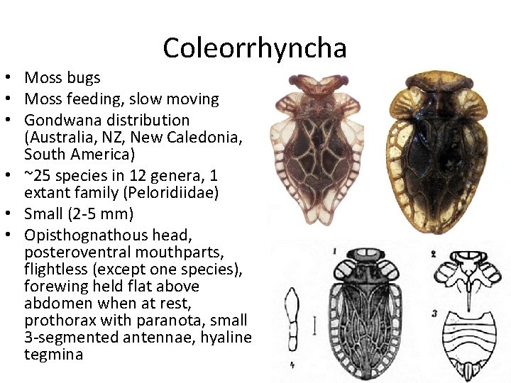 Coleorrhyncha • Moss bugs • Moss feeding, slow moving • Gondwana distribution (Australia, NZ,