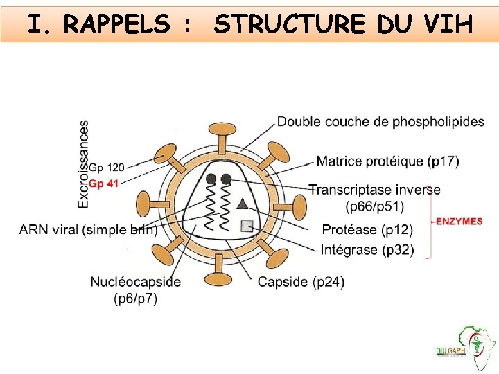 I. RAPPELS : STRUCTURE DU VIH 