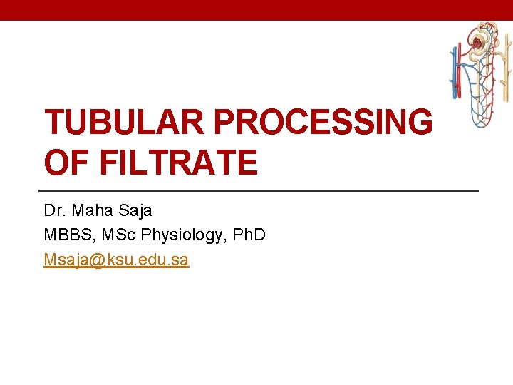 TUBULAR PROCESSING OF FILTRATE Dr. Maha Saja MBBS, MSc Physiology, Ph. D Msaja@ksu. edu.