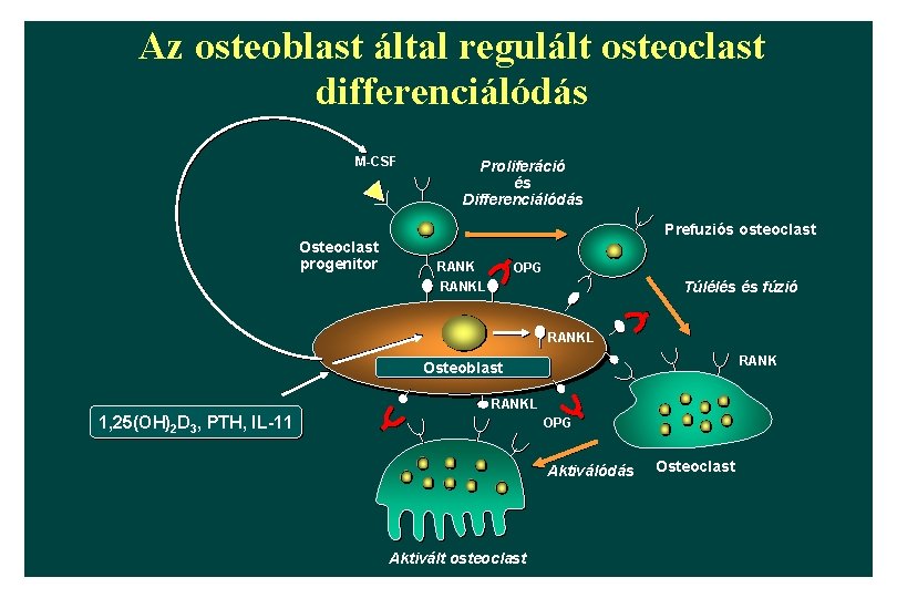 Az osteoblast által regulált osteoclast differenciálódás M-CSF Osteoclast progenitor Proliferáció és Differenciálódás Prefuziós osteoclast