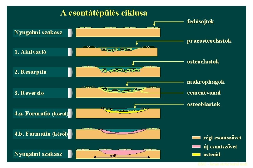 A csontátépülés ciklusa fedősejtek Nyugalmi szakasz praeosteoclastok 1. Aktiváció osteoclastok 2. Resorptio makrophagok cementvonal