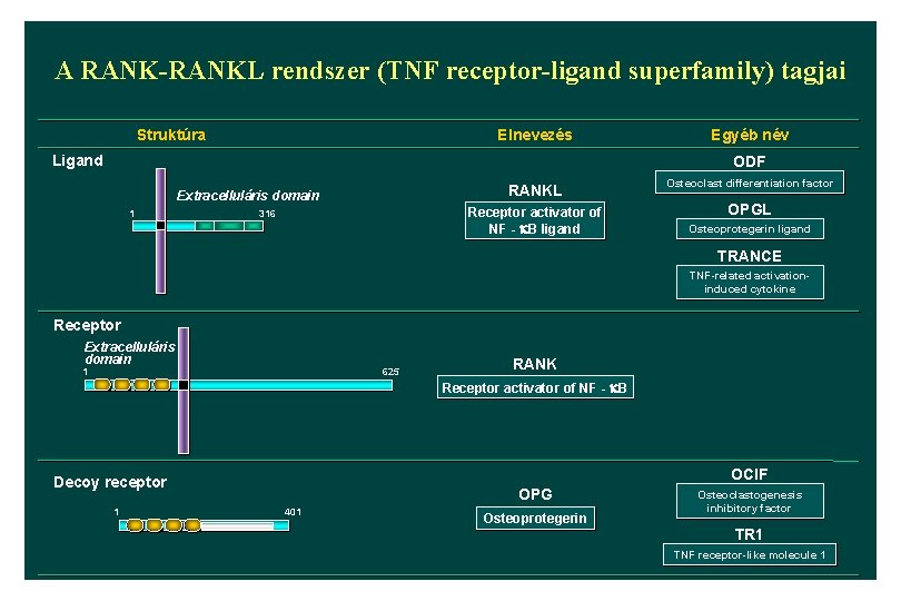 A RANK-RANKL rendszer (TNF receptor-ligand superfamily) tagjai Struktúra Elnevezés Egyéb név Ligand ODF Extracelluláris