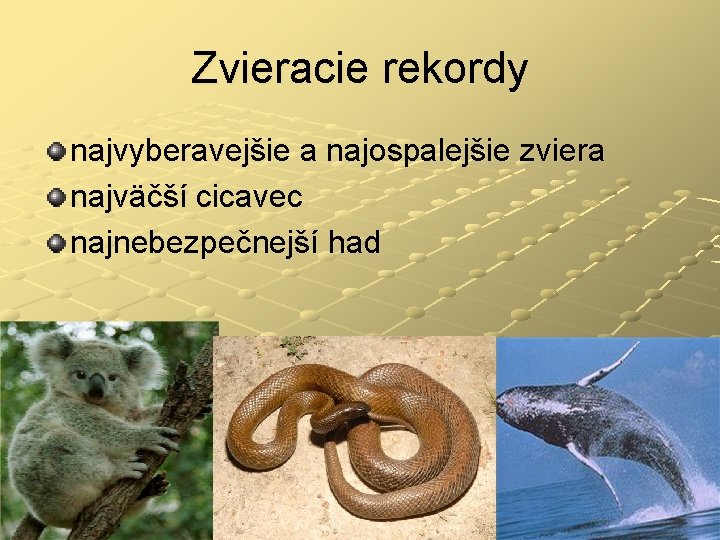 Zvieracie rekordy najvyberavejšie a najospalejšie zviera najväčší cicavec najnebezpečnejší had 