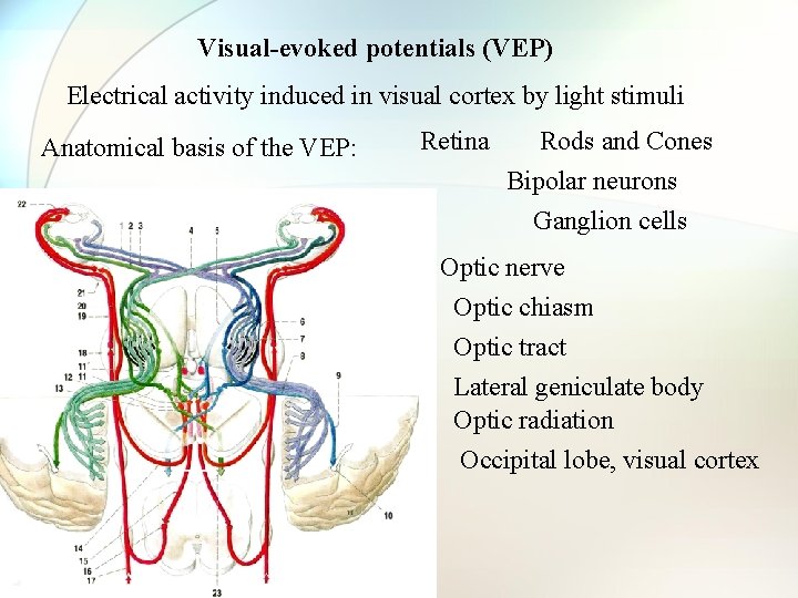 Visual-evoked potentials (VEP) Electrical activity induced in visual cortex by light stimuli Anatomical basis