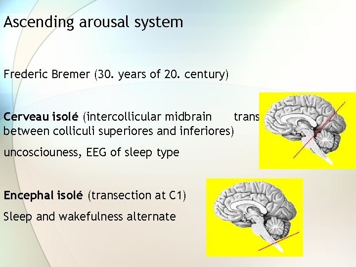 Ascending arousal system Frederic Bremer (30. years of 20. century) Cerveau isolé (intercollicular midbrain Ascending arousal system Frederic Bremer (30. years of 20. century) Cerveau isolé (intercollicular midbrain