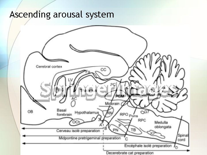 Ascending arousal system 