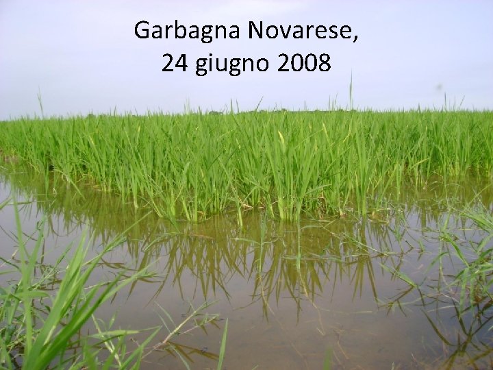 Garbagna Novarese, 24 giugno 2008 Garbagna Novarese, 24 giugno 2008