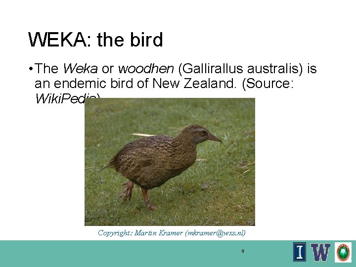 WEKA: the bird • The Weka or woodhen (Gallirallus australis) is an endemic bird