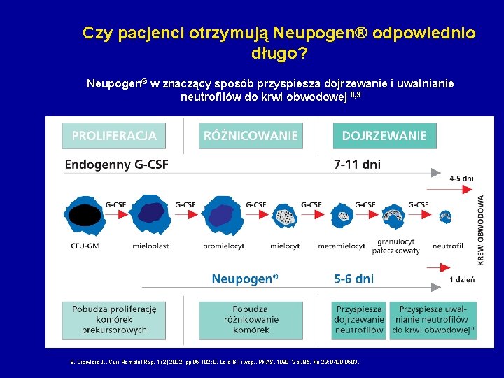 Czy pacjenci otrzymują Neupogen® odpowiednio długo? Neupogen® w znaczący sposób przyspiesza dojrzewanie i uwalnianie